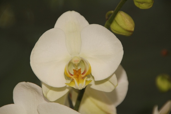 Phalaenopsis   087.jpg
